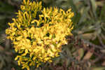 Woody goldenrod